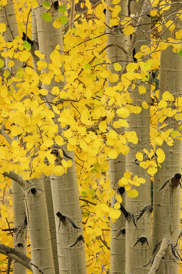 Adam Jones Photograph - Autumn Aspen Leaves, Uncompahgre by Adam Jones