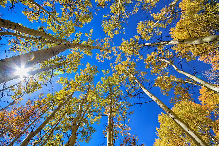 Autumn Aspen Magic Photograph by James BO Insogna
