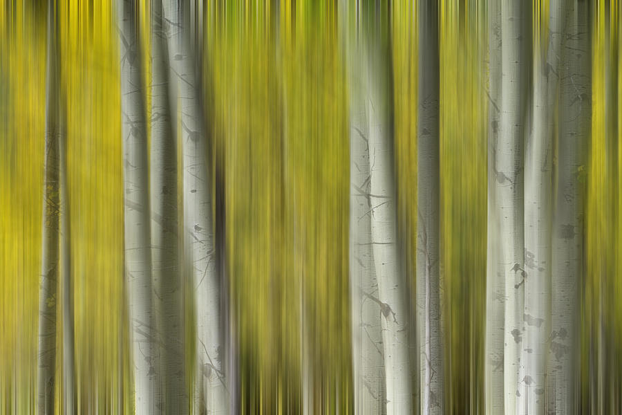 Autumn Aspen Tree Trunks In Their Glory Dreaming Photograph by James BO Insogna