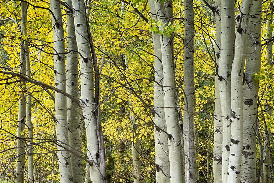 Autumn Aspen Tree Trunks In Their Glory Photograph by James BO Insogna