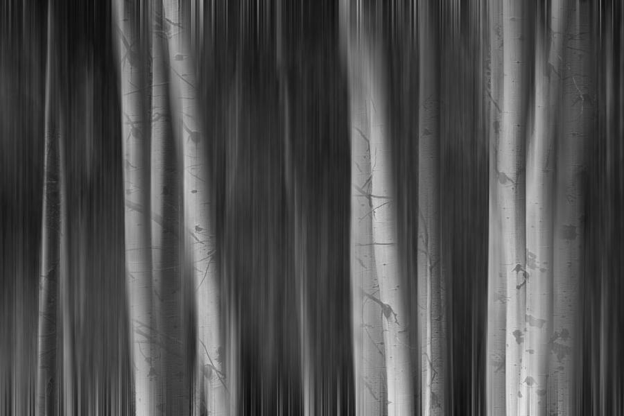 Autumn Aspen Trees Dreaming BW Photograph by James BO Insogna