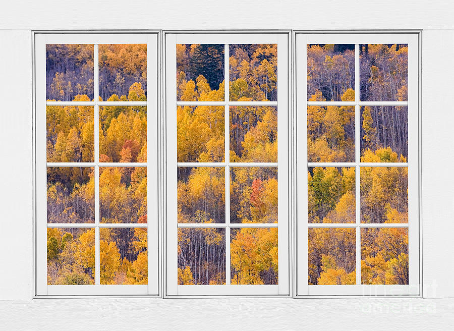 Autumn Aspen Trees White Picture Window View Photograph by James BO Insogna