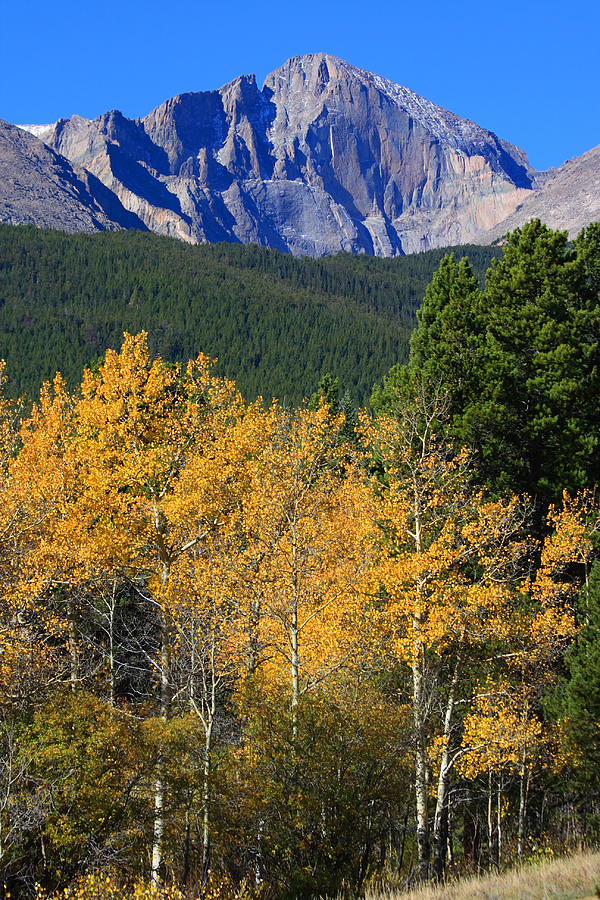 Autumn Aspens and Longs Peak Photograph by James BO Insogna