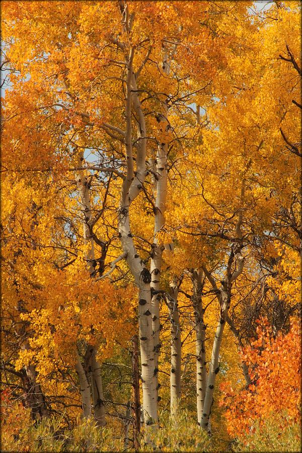 Tree Photograph - Autumn Aspens by Big Horn  Photography