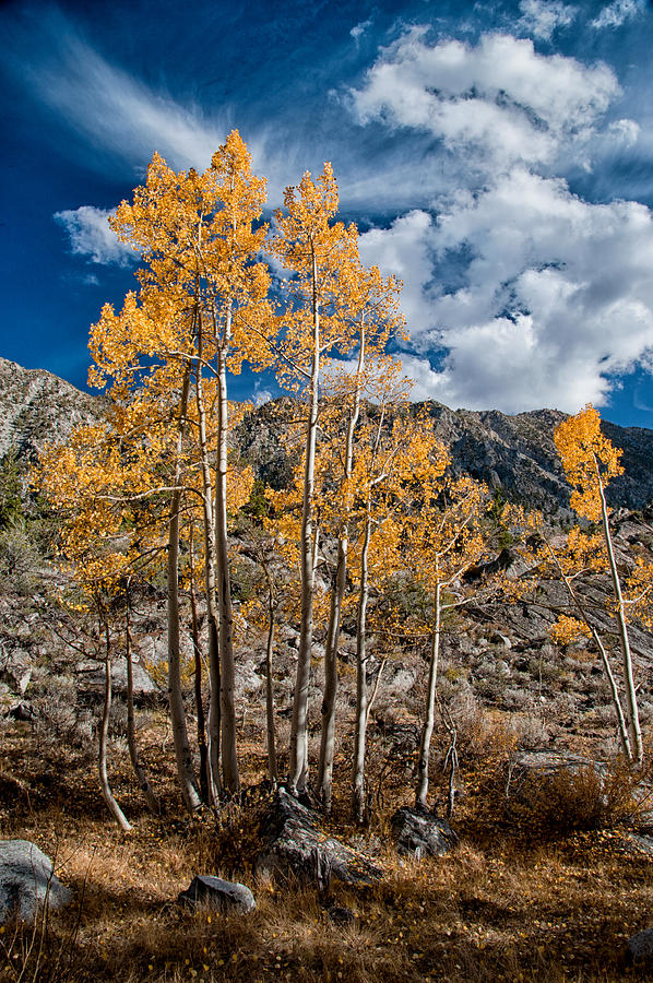 Tree Photograph - Autumn Aspens by Cat Connor