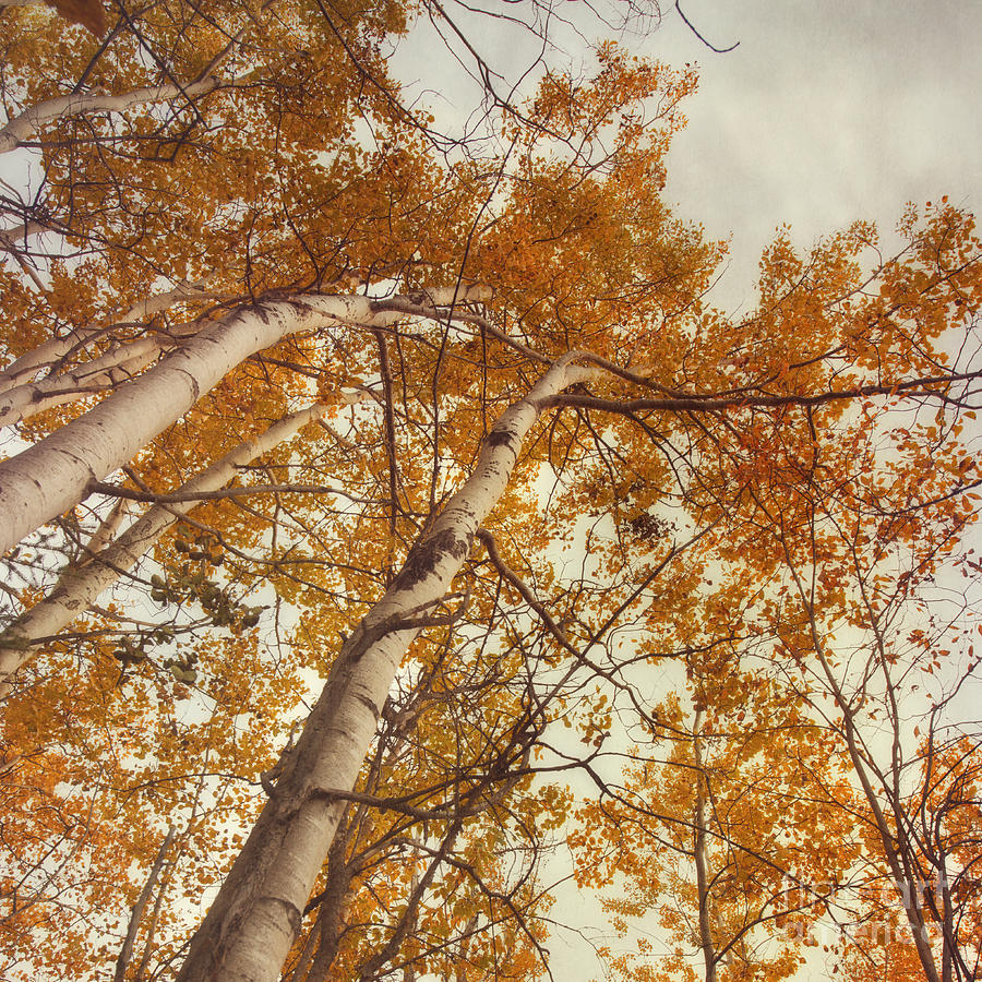 Nature Photograph - Autumn Aspens by Priska Wettstein