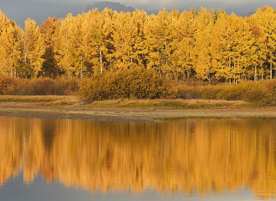 Yellowstone National Park Photograph - Autumn Aspens Reflected In Snake River by David Ponton