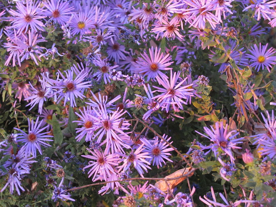 Autumn Asters Photograph by Shawn Hughes