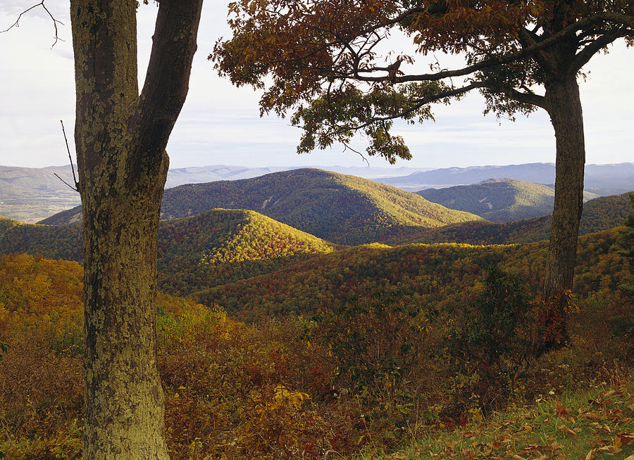Autumn At Brown Mt In Shenandoah Np Photograph by Tim Fitzharris