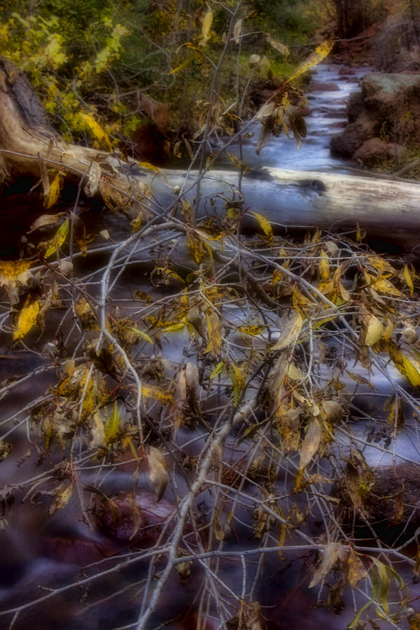 Autumn At Eight Mile Creek Photograph by Ellen Heaverlo