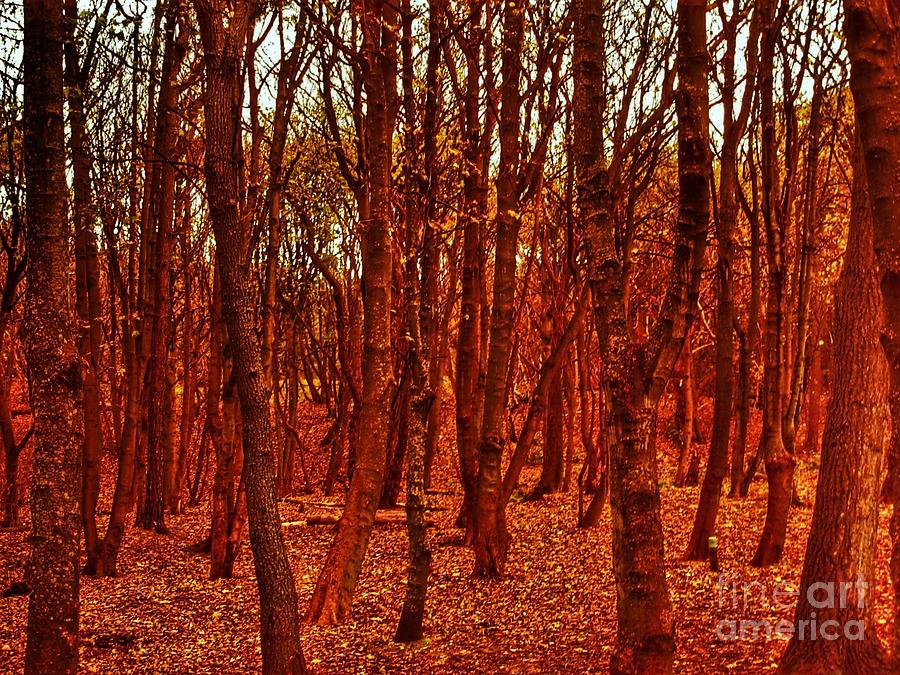 Autumn at Formby Woods  Photograph by Joan-Violet Stretch