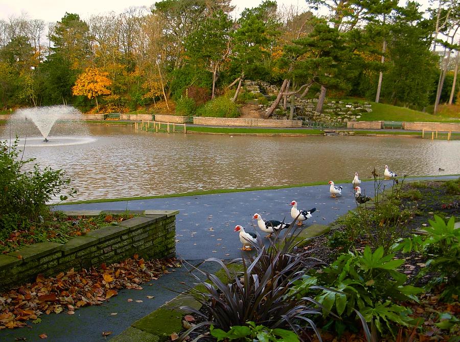Autumn at Hesketh Park Southport Photograph by Joan-Violet Stretch