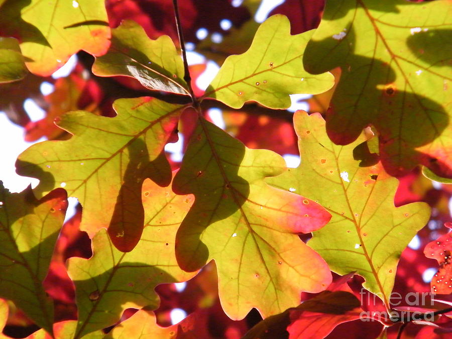 Autumn At Its Best Photograph By Cheryl Hardt Art Fine Art America