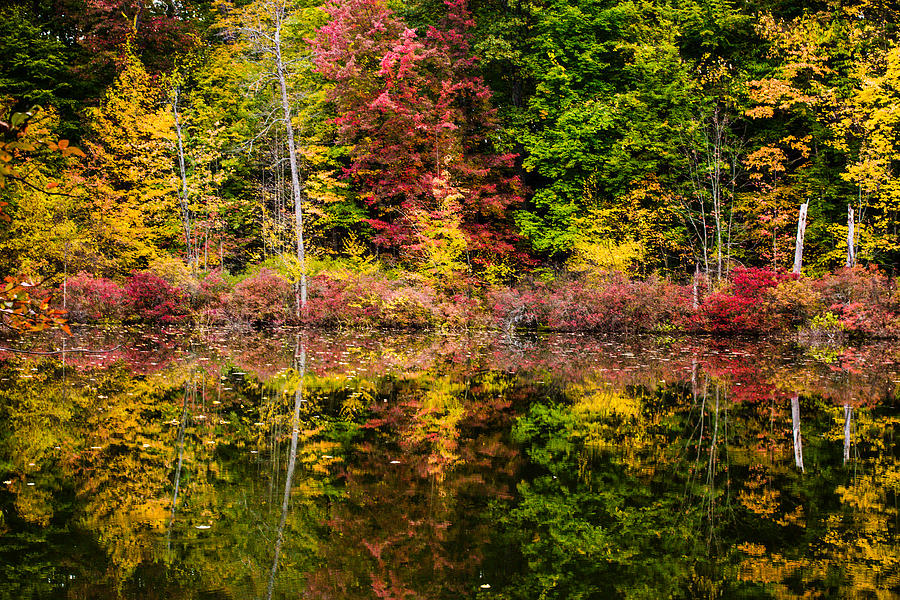 Autumn at Mendon Ponds  Photograph by Sara Frank