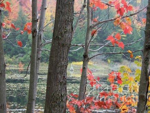 Autumn At Mud Lake Photograph by Jackie Mueller-Jones