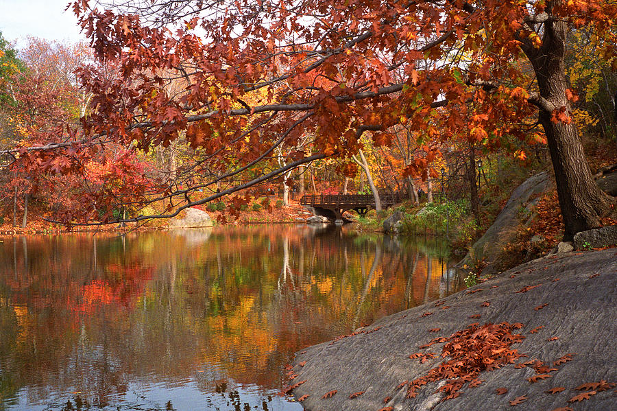 Autumn at Oak Bridge Photograph by Cornelis Verwaal