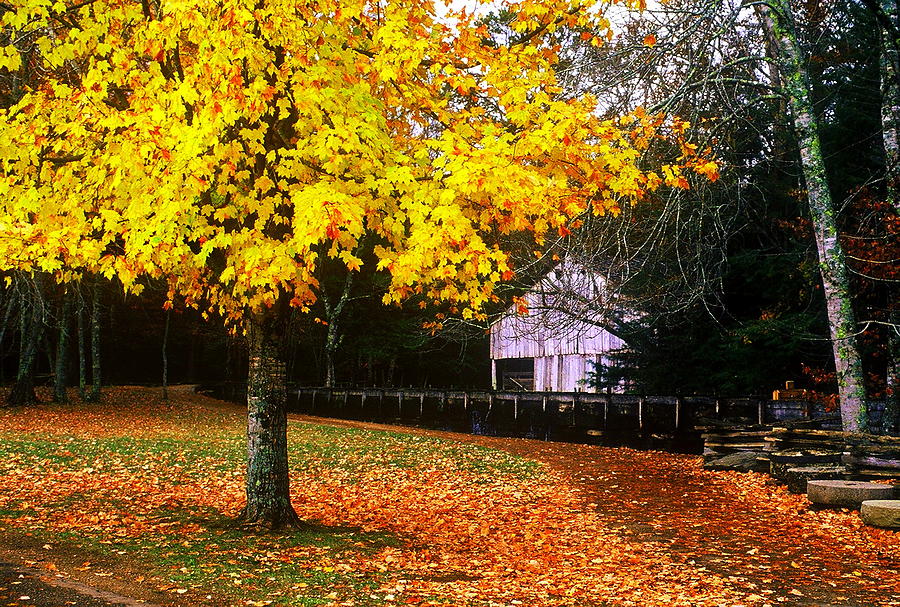 Autumn At Old Mill Photograph by Rodney Lee Williams