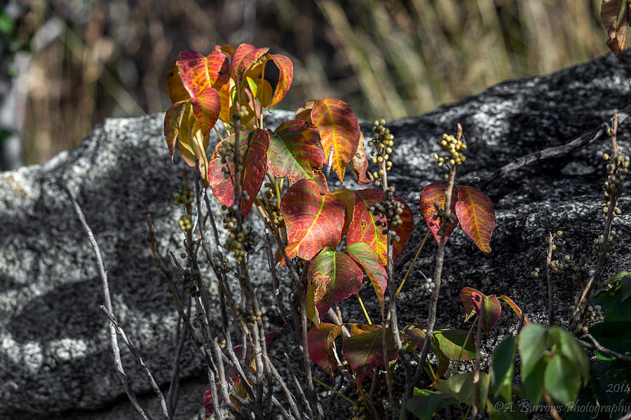 Autumn at the Boulders Photograph by Aaron Burrows