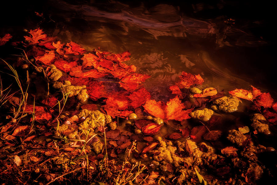 Autumn at the pond Photograph by Toni Hopper