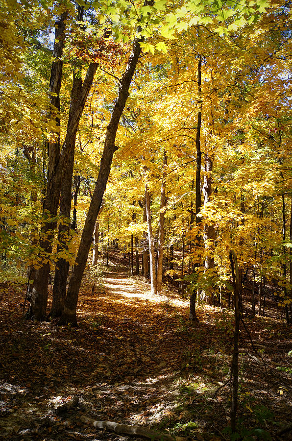Autumn at Three Creeks Photograph by Cricket Hackmann