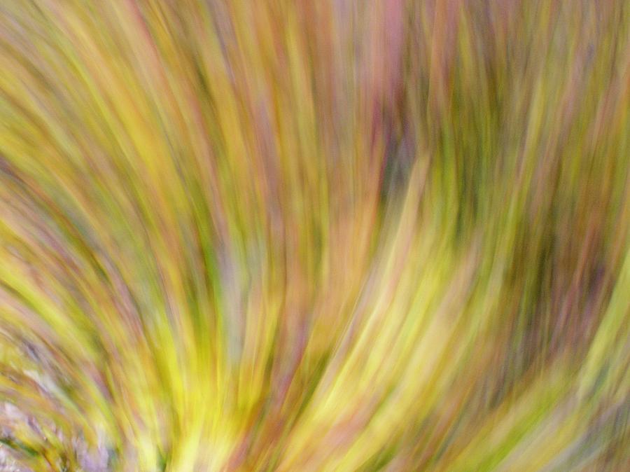 Autumn Azaleas 4 by Bernhart Hochleitner Autumn Azaleas 4 by Bernhart Hochleitner