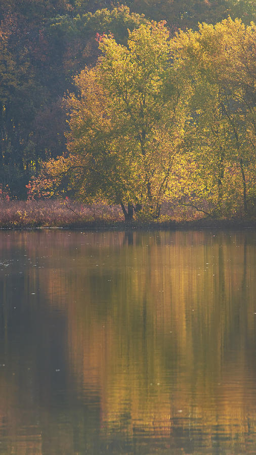 Autumn Backlight Photograph by Jean-Pierre Ducondi