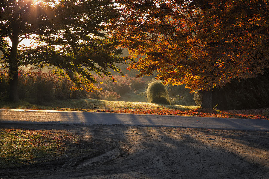 Autumn Backlighting Photograph by Tom Singleton