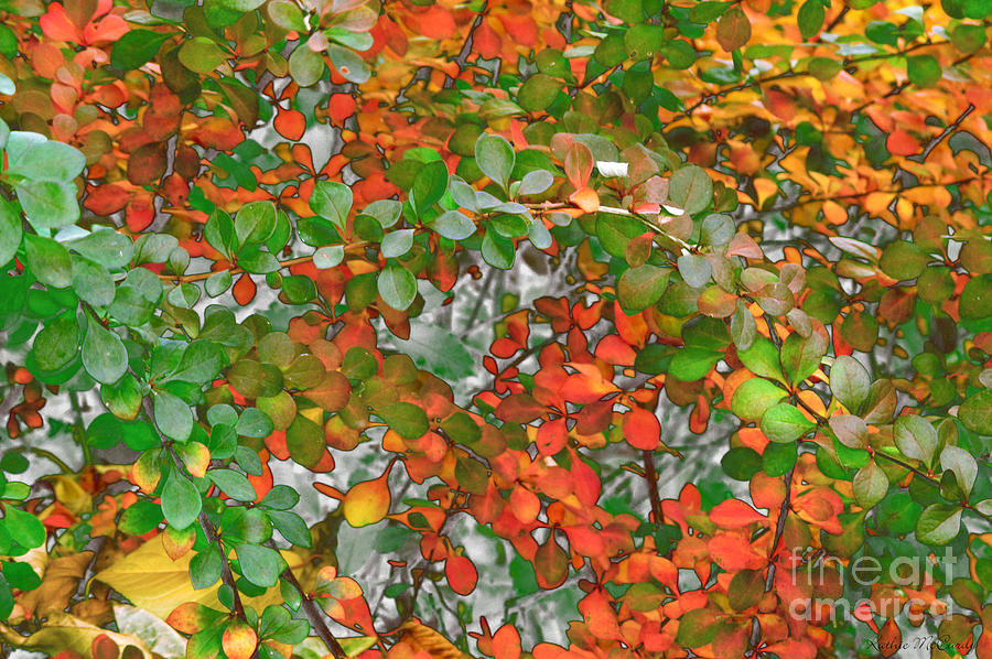 Autumn Barberry in Transition Photograph by Kathie McCurdy