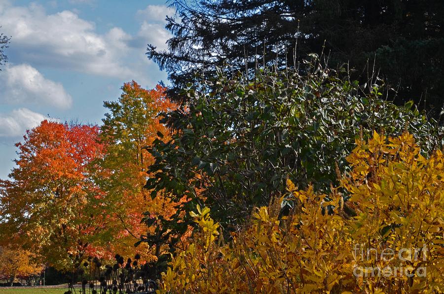 Autumn Beauty Photograph by Judy Wolinsky