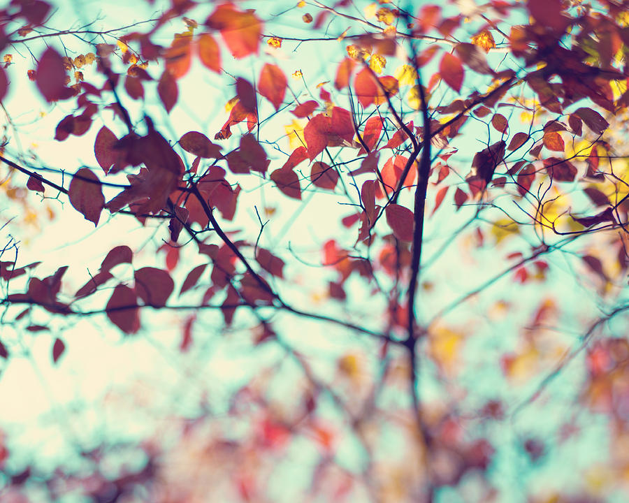 Abstract Photograph - Autumn Beauty by Kim Fearheiley