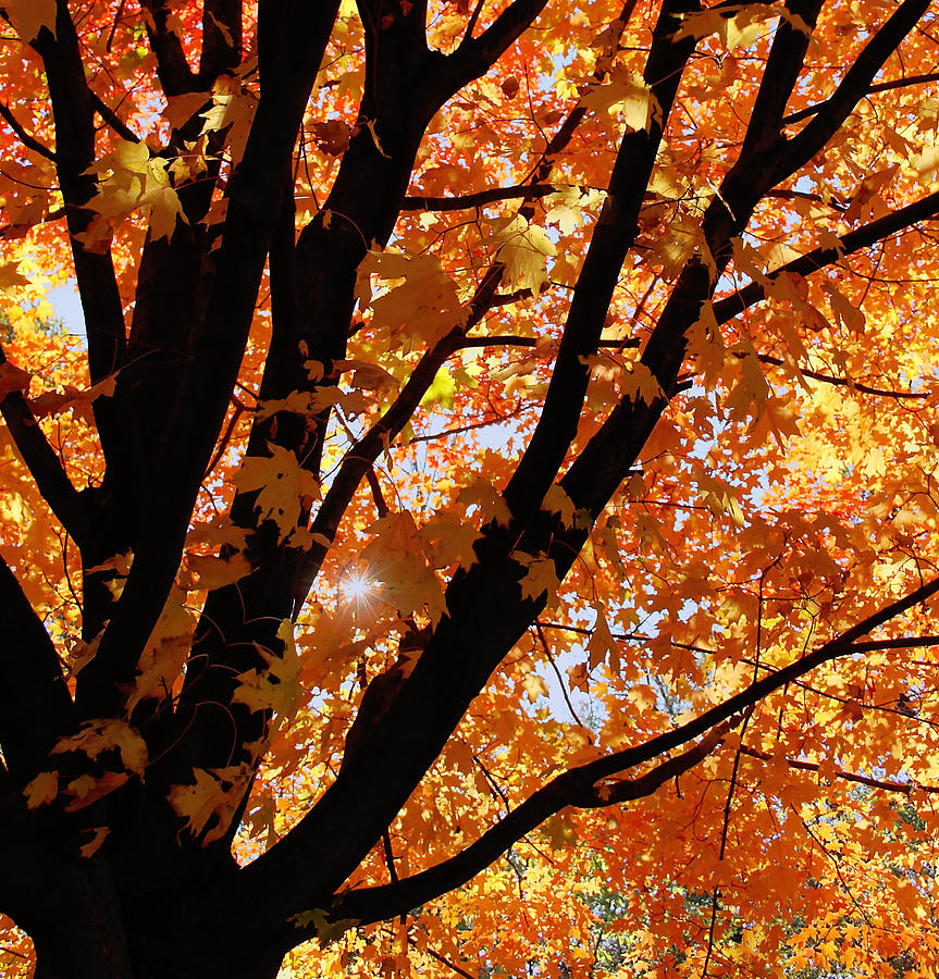 Shenandoah National Park Photograph - Autumn Beauty by Kim Hojnacki