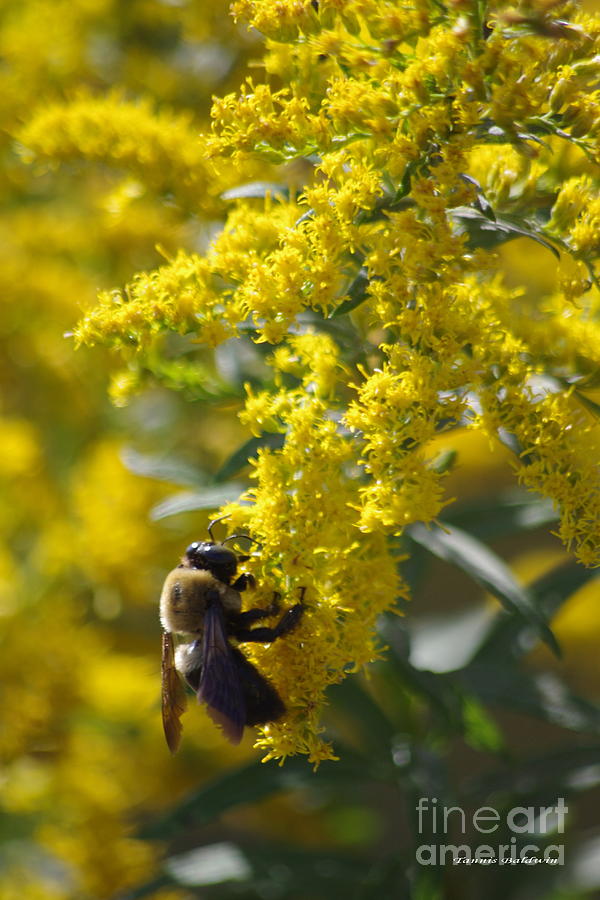 Autumn Bee Photograph by Tannis  Baldwin