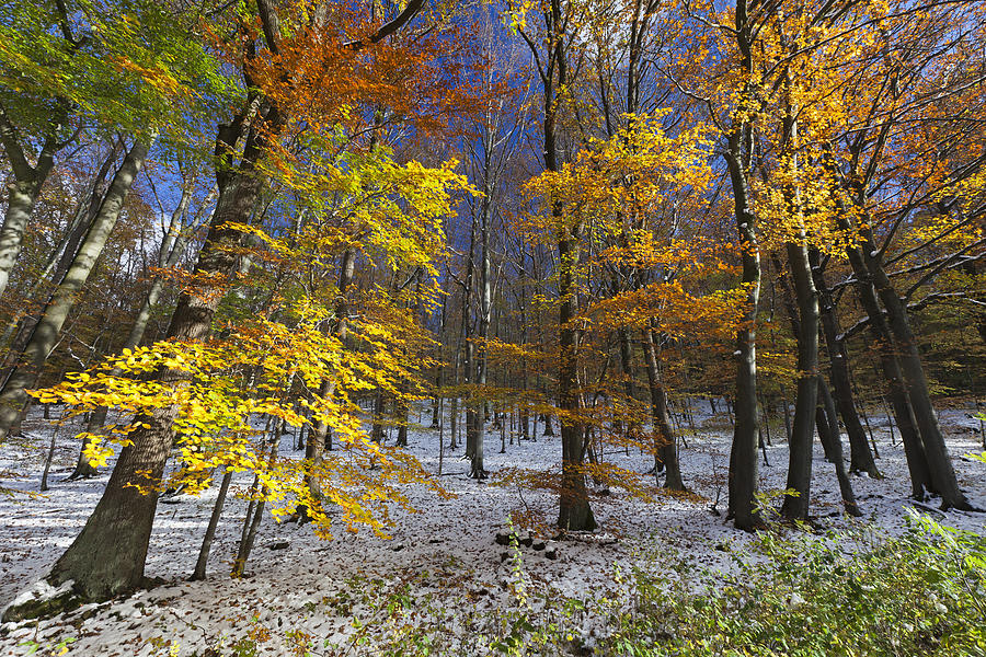 Autumn Beech Forest Hessen Germany Photograph by Duncan Usher Autumn Beech Forest Hessen Germany Photograph by Duncan Usher
