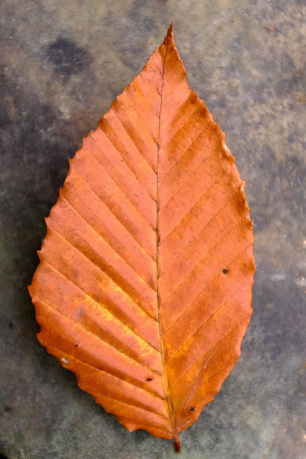 Autumn Beech Leaf on Stone Four Photograph by Chris Bordeleau