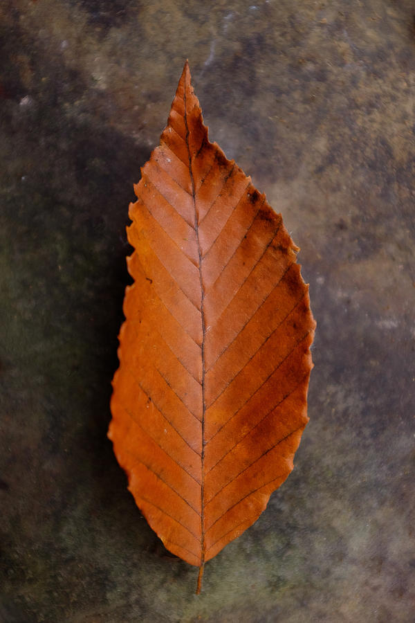 Autumn Beech Leaf on Stone One Photograph by Chris Bordeleau