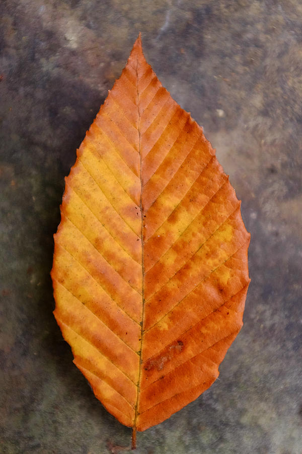 Autumn Beech Leaf on Stone Three Photograph by Chris Bordeleau