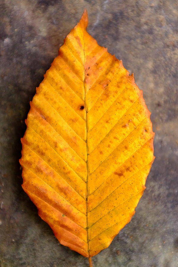 Autumn Beech Leaf on Stone Two Photograph by Chris Bordeleau