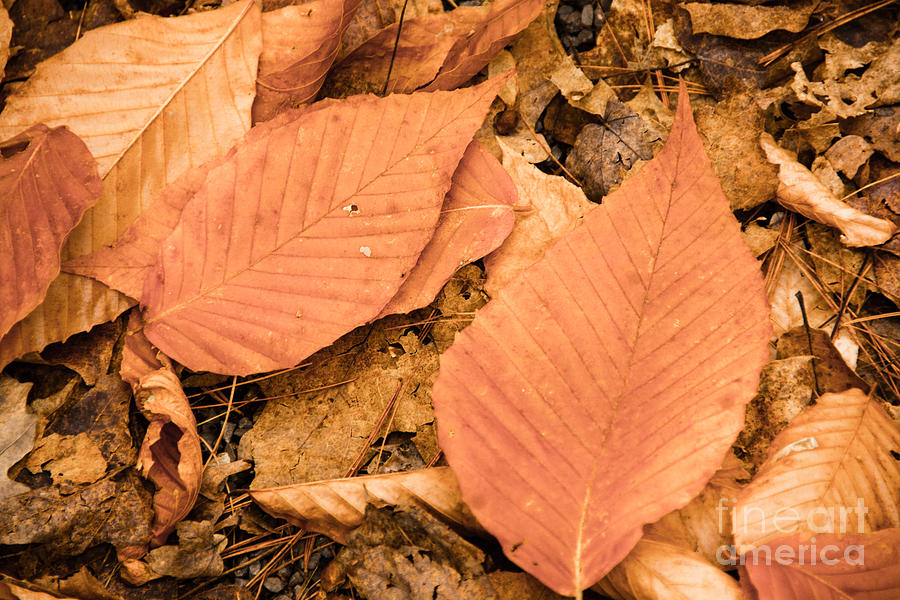 Autumn Beech leaves Photograph by Cheryl Baxter