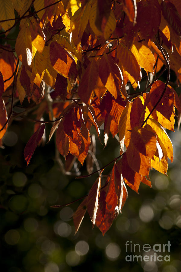 2013 Photograph - Autumn Beech Leaves by Lauren Brice