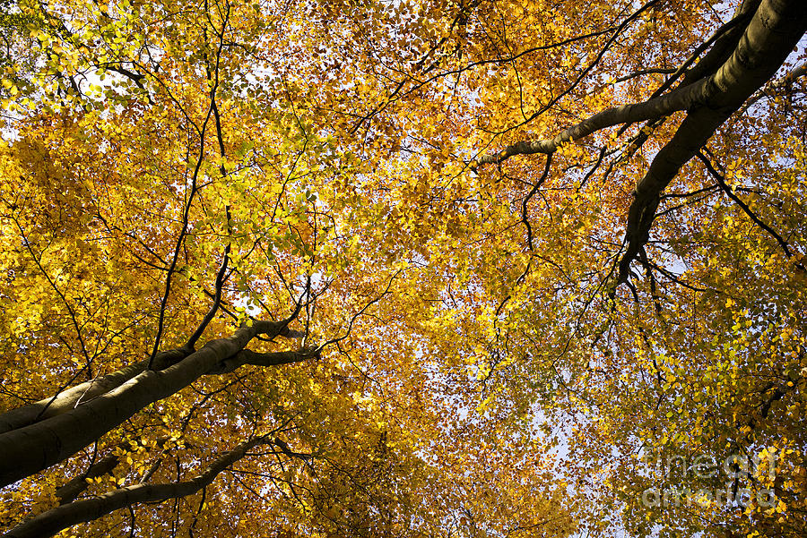 Tree Photograph - Autumn Beech Tree Canopy by Tim Gainey