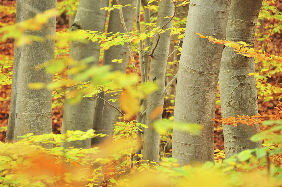 Autumn Beech Trees With Orange Leaves Photograph by Maya Karkalicheva