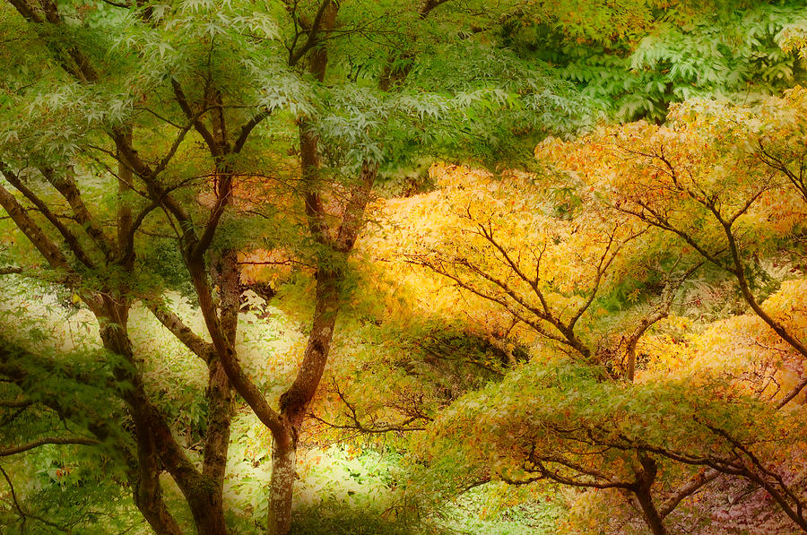 Nature Photograph - Autumn Begins by Bobbie Climer