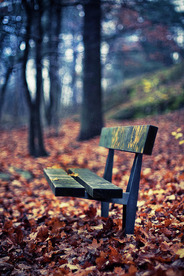 Autumn Bench Photograph by  4539031047896102