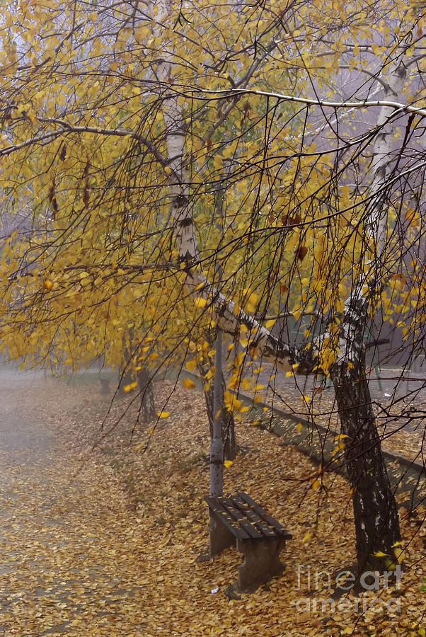 Nature Photograph - Autumn Bench by Zoran Berdjan