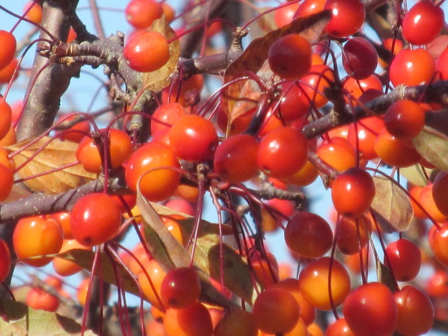 Autumn Berries Photograph by Loretta Pokorny