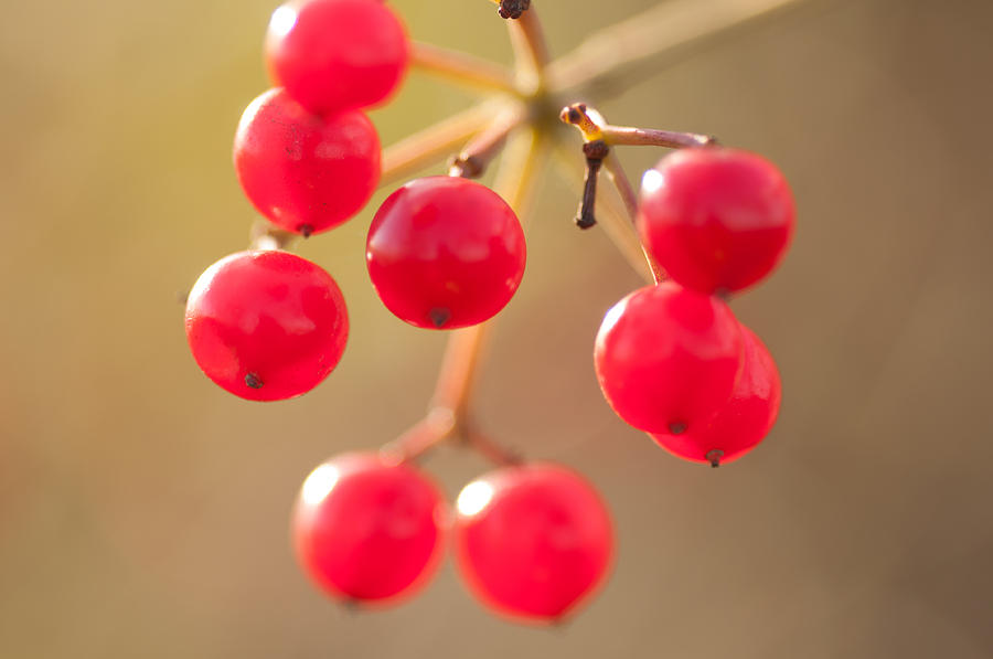 Autumn Berries Photograph by Miguel Winterpacht