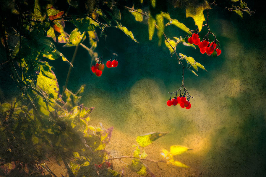 Autumn Berries red on green Photograph by Peter V Quenter