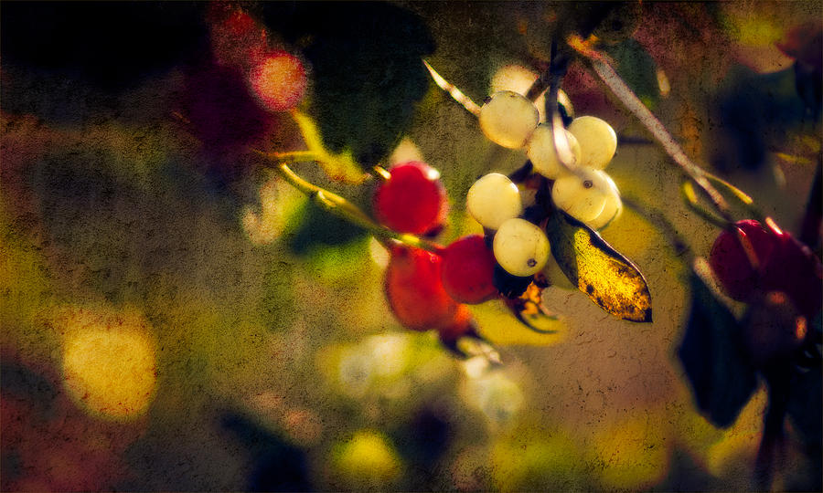 Autumn Berries white and red Photograph by Peter V Quenter