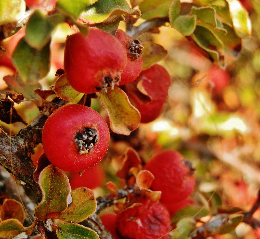 Shrub Photograph - Autumn Berry Shrub 2 by VLee Watson