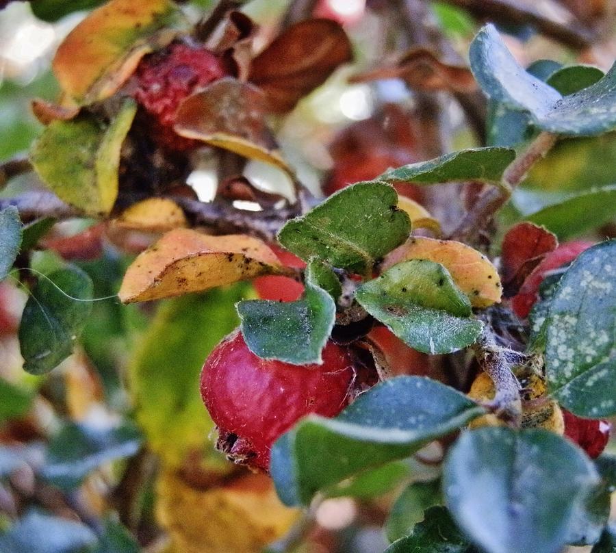 Autumn Berry Shrub Photograph by VLee Watson